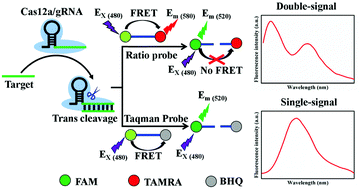 Graphical abstract: Ratiometric fluorescent probe: a sensitive and reliable reporter for the CRISPR/Cas12a-based biosensing platform