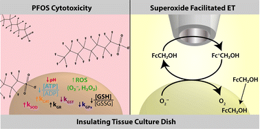 Graphical abstract: Investigating the cytotoxic redox mechanism of PFOS within Hep G2 by hyperspectral-assisted scanning electrochemical microscopy