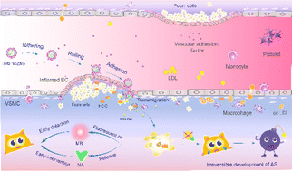 Graphical abstract: HClO-triggered interventional probe enabled early detection and intervention of atherosclerosis
