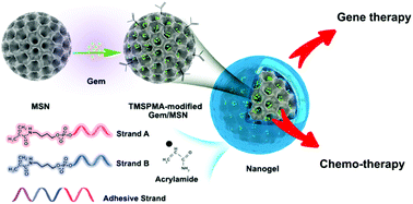 Graphical abstract: Self-assembly of DNA nanogels with endogenous microRNA toehold self-regulating switches for targeted gene regulation therapy
