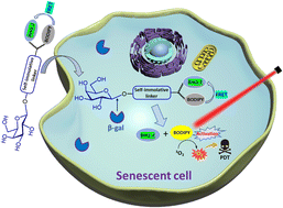 Graphical abstract: Selective photodynamic eradication of senescent cells with a β-galactosidase-activated photosensitiser