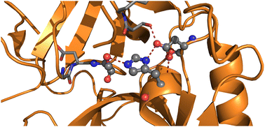 Graphical abstract: The peptide bond rupture mechanism in the serine proteases: an in silico study based on sequential scale models