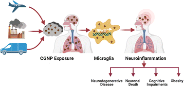 Graphical abstract: Particulate matter and ultrafine particles in urban air pollution and their effect on the nervous system