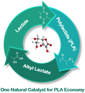 Graphical abstract: A recyclable process between a monomer and polyester with a natural catalyst