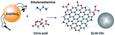 Graphical abstract: Zn-assisted modification of the chemical structure of N-doped carbon dots and their enhanced quantum yield and photostability