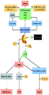 Graphical abstract: Application of nanotechnology in the diagnosis and treatment of acute pancreatitis