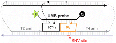 Graphical abstract: OWL2: a molecular beacon-based nanostructure for highly selective detection of single-nucleotide variations in folded nucleic acids