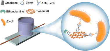 Graphical abstract: Capture and detection of Escherichia coli with graphene aerogels