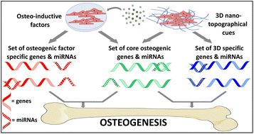 Graphical abstract: Unravelling microRNA regulation and miRNA–mRNA regulatory networks in osteogenesis driven by 3D nanotopographical cues