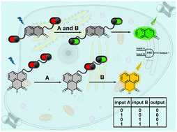 Graphical abstract: Recent progress in the development of small-molecule double-locked logic gate fluorescence probes