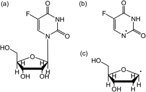 Graphical abstract: Fragmentation of 5-fluorouridine induced by low energy (< 12 eV) electrons: insights into the radiosensitization of DNA