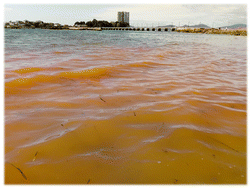 Graphical abstract: Red tides in the Galician rías: historical overview, ecological impact, and future monitoring strategies