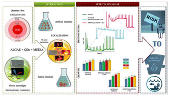 Graphical abstract: The effects of CdSe/ZnS quantum dots on autofluorescence properties and growth of algae Desmodesmus communis: dependence on cultivation medium