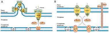 Graphical abstract: The material–microorganism interface in microbial hybrid electrocatalysis systems