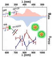 Graphical abstract: Strong fluorescence-detected two-photon circular dichroism of chiral gold nanoclusters