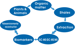 Graphical abstract: Applying biomarkers as paleoenvironmental indicators to reveal the organic matter enrichment of shale during deep energy exploration: a review