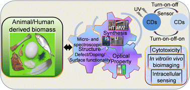 Graphical abstract: An overview on animal/human biomass-derived carbon dots for optical sensing and bioimaging applications