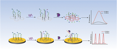 Graphical abstract: Dual-mode fluorescence and electrochemiluminescence sensors based on Ru-MOF nanosheets for sensitive detection of apoE genes