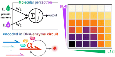 Graphical abstract: DNA circuit-based immunoassay for ultrasensitive protein pattern classification