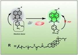 Graphical abstract: Engineering fluorescent NO probes for live-monitoring cellular inflammation and apoptosis