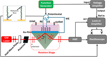 Graphical abstract: Electrochemically modulated surface plasmon waves for characterization and interrogation of DNA-based sensors
