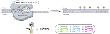 Graphical abstract: A toolbox for enzymatic modification of nucleic acids with photosensitizers for photodynamic therapy