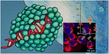 Graphical abstract: Peptide dendrimers transfecting CRISPR/Cas9 plasmid DNA: optimization and mechanism