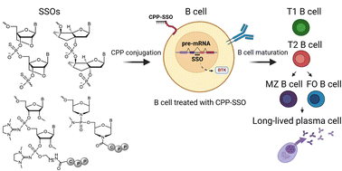 Graphical abstract: Cell-penetrating peptide-conjugated, splice-switching oligonucleotides mitigate the phenotype in BTK/Tec double deficient X-linked agammaglobulinemia model