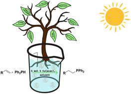 Graphical abstract: Neoteric solvents for exploratory catalysis: hydrophosphination catalysis with CHEM21 solvents