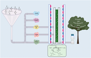 Graphical abstract: Towards high atom economy in whole-cell redox biocatalysis: up-scaling light-driven cyanobacterial ene-reductions in a flat panel photobioreactor