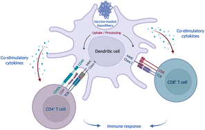 Graphical abstract: From antigen uptake to immune modulation: the multifaceted potential of peptide nanofibers as vaccine nanocarriers