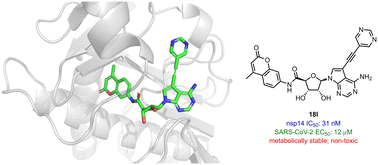 Graphical abstract: Discovery of highly potent SARS-CoV-2 nsp14 methyltransferase inhibitors based on adenosine 5′-carboxamides