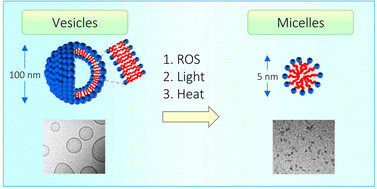 Graphical abstract: Vesicle–micelle transitions driven by ROS, light and heat