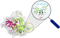 Graphical abstract: Exchange of equatorial ligands in protein-bound paddlewheel Ru25+ complexes: new insights from X-ray crystallography and quantum chemistry