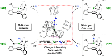 Graphical abstract: Divergent reactivity of U(iii) and U(ii) complexes with organoazides via isolable diazenylimido intermediates