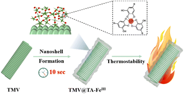 Graphical abstract: Metal-polyphenol nanoshells for enhancing the thermostability of a single viral vaccine