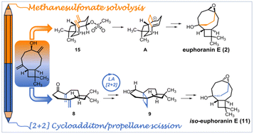Graphical abstract: Bridgehead epoxide iso-euphoranin E from β-caryophyllene oxide via sequential cationic formation and scission of [4.3.2]propellane