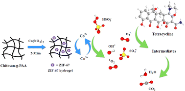 Graphical abstract: Zeolitic imidazolate framework-67 in chitosan-grafted hydrogel as an effective catalyst for peroxymonosulfate activation to degrade antibiotics and dyes