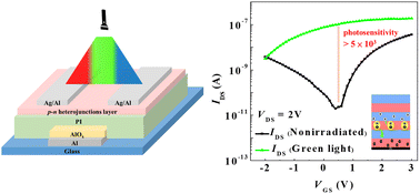 Graphical abstract: High-performance organic thin-film phototransistors based on stacked p–n heterojunctions for enhanced optoelectronic response