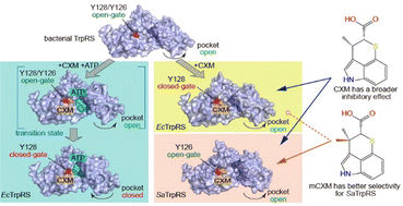 Graphical abstract: Mechanistic insights into the ATP-mediated and species-dependent inhibition of TrpRS by chuangxinmycin