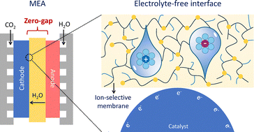 Graphical abstract: Unraveling the electrolyte-free interface in membrane CO2 electrolysers