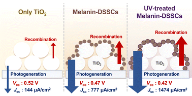 Graphical abstract: From black pigment to green energy: shedding light on melanin electrochemistry in dye-sensitized solar cells