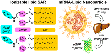 Graphical abstract: New ionizable lipids for non-viral mRNA delivery with secondary amine cyclic ether head groups