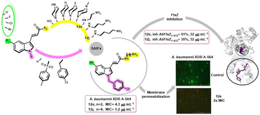 Graphical abstract: Rational design of indolyl acrylamides as antibacterial agents targeting multidrug-resistant Acinetobacter baumannii strains