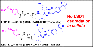 Graphical abstract: Synthetic and structure–activity studies of SP2577 and TCP towards LSD1 targeting PROTACs