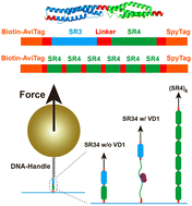 Graphical abstract: Salt-bridge mediated cooperativity and mechanical stabilization of tandem spectrin repeats