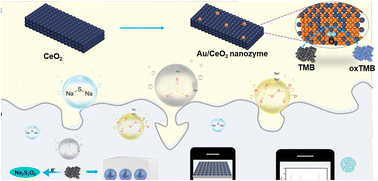 Graphical abstract: Nanozyme colorimetric sensor array-based Au as an electron bank facilitated surface charge redistribution of CeO2 for on-site detection and discrimination of sulfur-containing metal salts