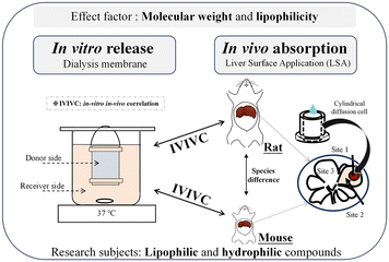 Graphical abstract: Predicting absorption of compounds from an in vivo liver surface based on molecular weight or in vitro release using a dialysis membrane in combination with lipophilicity