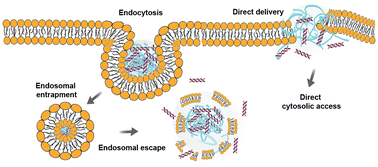 Graphical abstract: Breaking the cellular delivery bottleneck: recent developments in direct cytosolic delivery of biologics