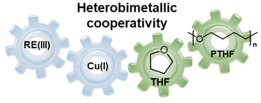 Graphical abstract: Rare earth–transition metal cooperativity in the ring-opening polymerisation of tetrahydrofuran